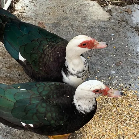 アパート Παραδοσιακός Πέτρινος Ξενώνας Σε Φάρμα Fallika