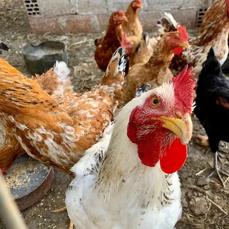 Παραδοσιακός Πέτρινος Ξενώνας Σε Φάρμα