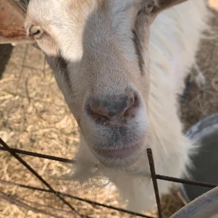 Παραδοσιακός Πέτρινος Ξενώνας Σε Φάρμα * Fallika