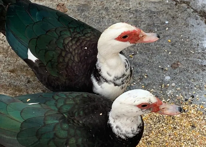 アパート Παραδοσιακός Πέτρινος Ξενώνας Σε Φάρμα Fallika