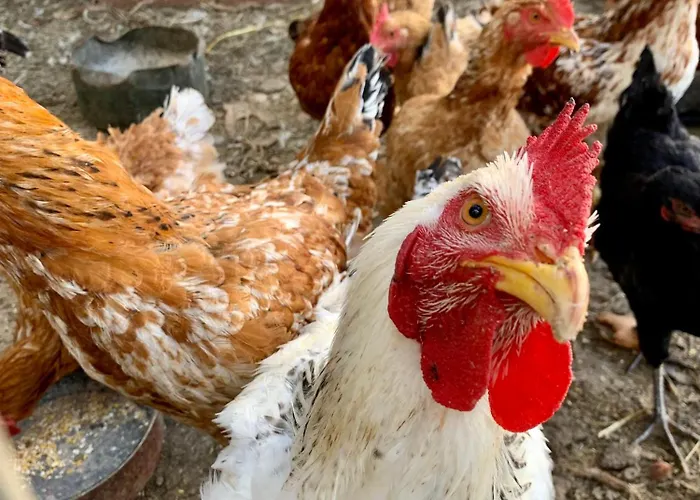 Παραδοσιακός Πέτρινος Ξενώνας Σε Φάρμα