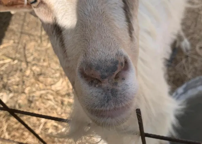 Παραδοσιακός Πέτρινος Ξενώνας Σε Φάρμα * Fallika