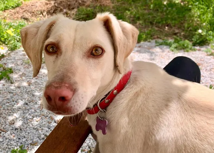 Παραδοσιακός Πέτρινος Ξενώνας Σε Φάρμα アパート Fallika