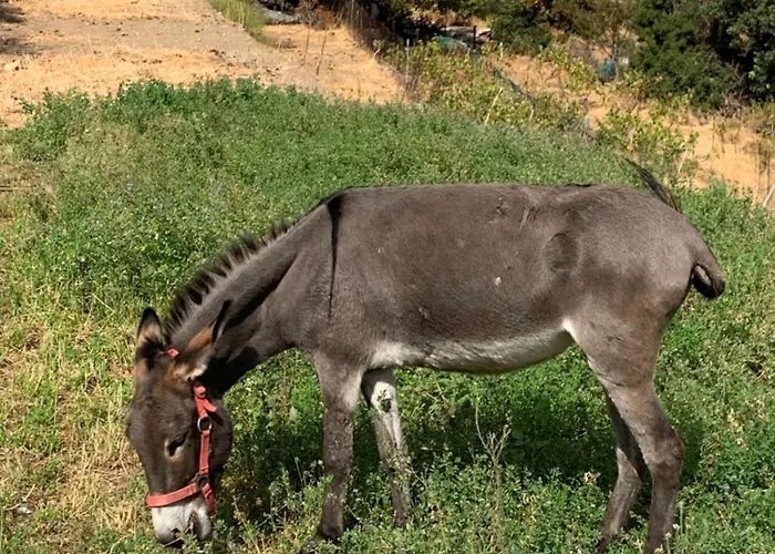 アパート Παραδοσιακός Πέτρινος Ξενώνας Σε Φάρμα *