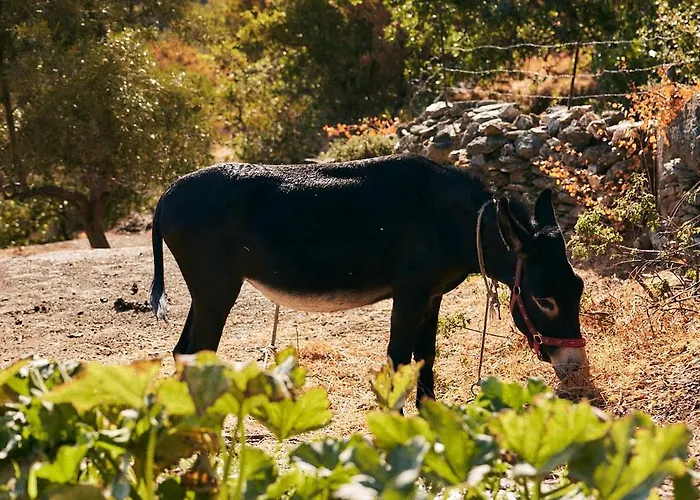 アパート Παραδοσιακός Πέτρινος Ξενώνας Σε Φάρμα *